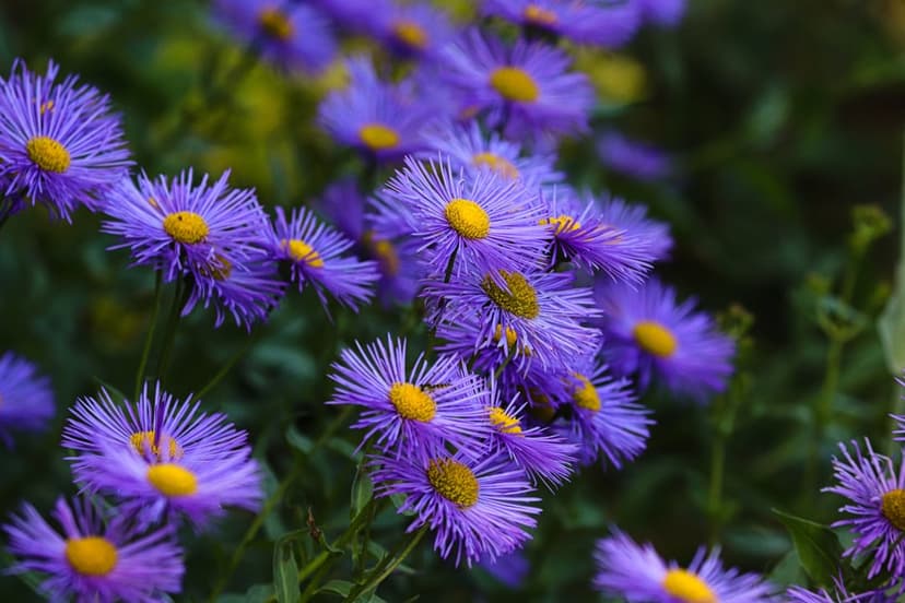Purple aster flowers with thin violet petals and yellow centers against a blurry green garden background.