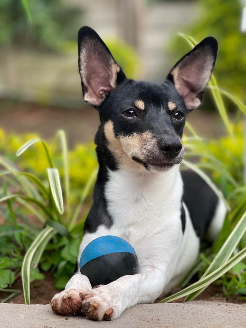 Tricolor Rat Terrier dog lying on stone with a blue ball between its paws, surrounded by dense green garden foliage.