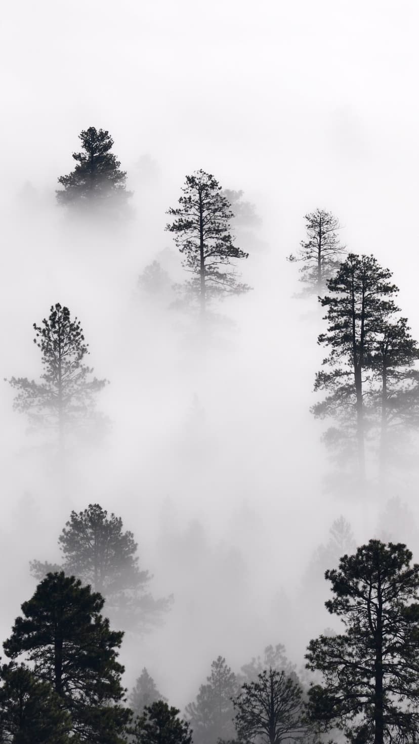 Pine tree silhouettes emerge from a thick white fog in a high-contrast black and white vertical forest landscape.