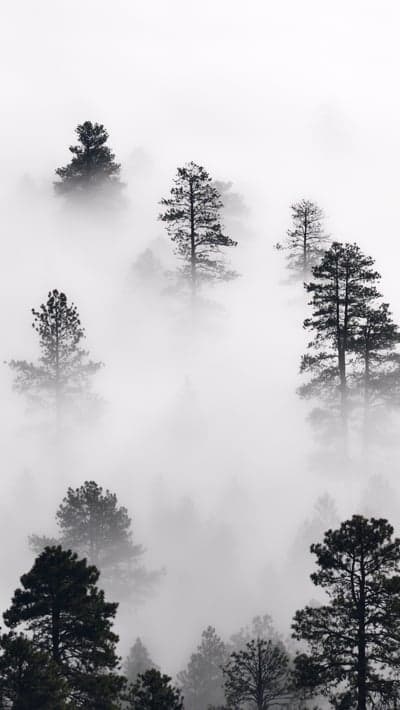 Misty Forest Canopy: Pine Trees Emerging from Fog