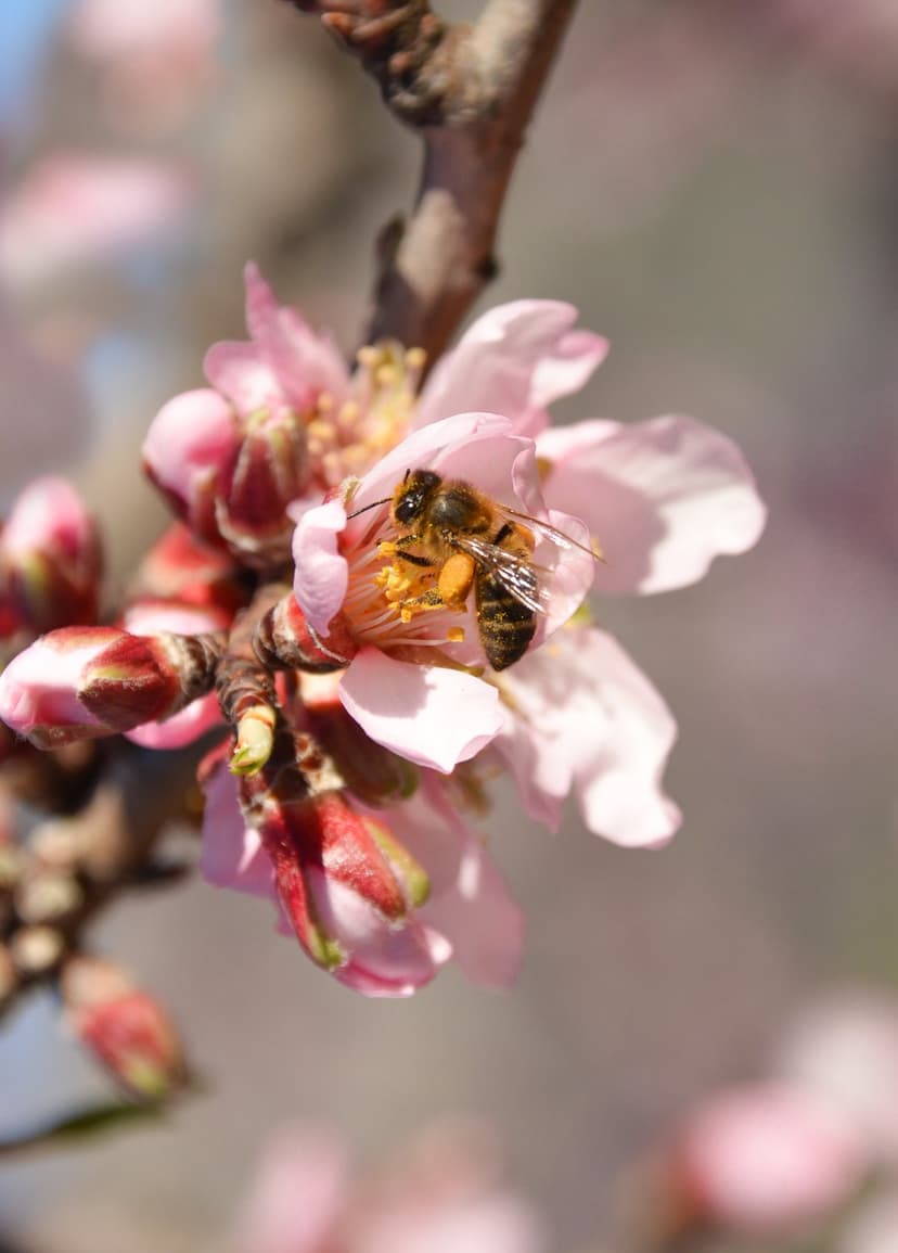 Fuzzy honeybee crawls over the stamens of a pink almond flower with soft petals and a blurred green background.