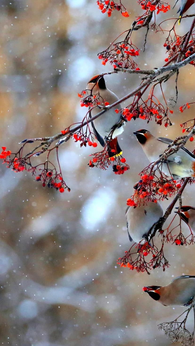Bohemian Waxwings with pointed crests eat bright red berries on a snow-covered branch during a winter storm.