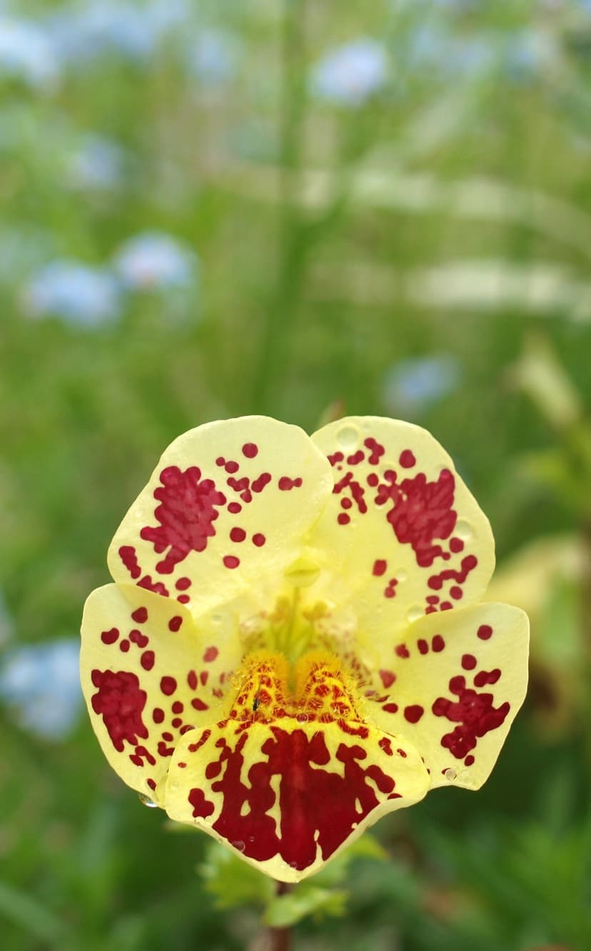 Yellow flower petals with red spots and water droplets against a soft green and blue blurred garden background.