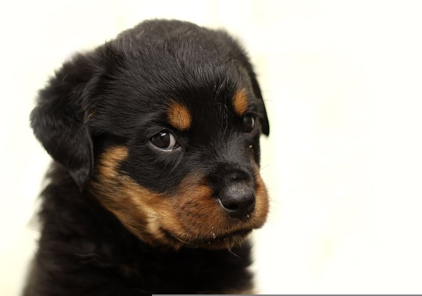 Rottweiler puppy with black and tan fur and a tilted head sits against a soft-focus light cream background.