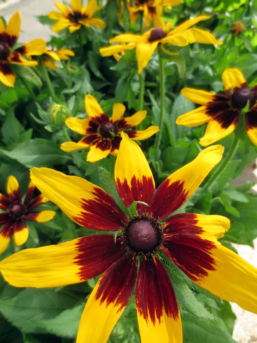 Black-eyed Susan flowers with yellow and burgundy petals and dark centers grow among green leaves in soft sunlight.