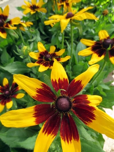 Vibrant Yellow and Burgundy Rudbeckia Phone Background