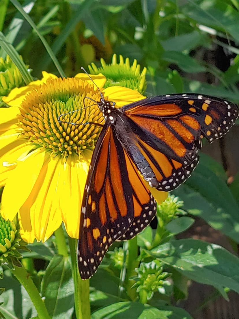 Monarch butterfly orange black wings perching on a yellow coneflower with textured petals and center.