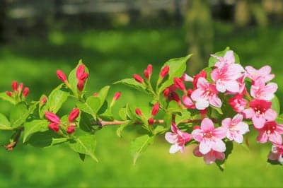 Pink Weigela Floral Branch Phone and Tablet Wallpaper