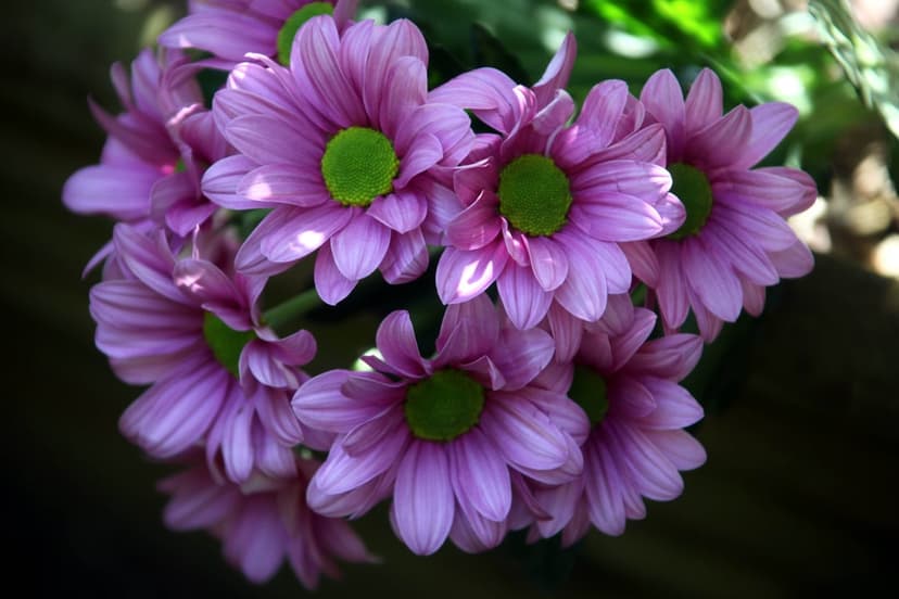 Purple chrysanthemums with lime green centers and soft layered petals captured in a macro floral arrangement.
