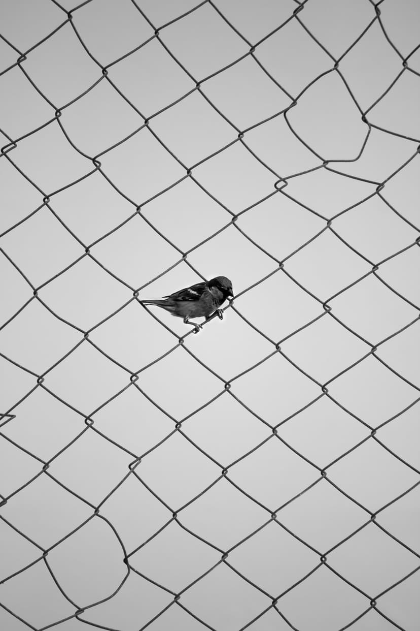 Sparrow perched on a single wire of a chain-link fence captured in high-contrast black and white photography.