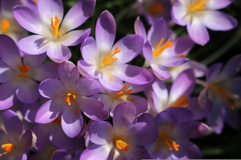 Purple crocus flowers with orange stamens and white centers captured from above in bright natural sunlight.