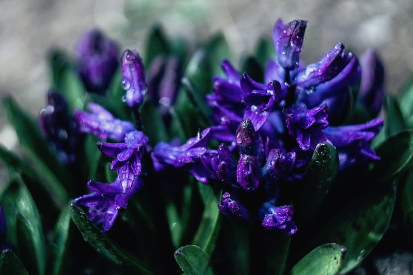 Purple hyacinth flowers covered in small water droplets surrounded by deep green leaves in a close-up view.