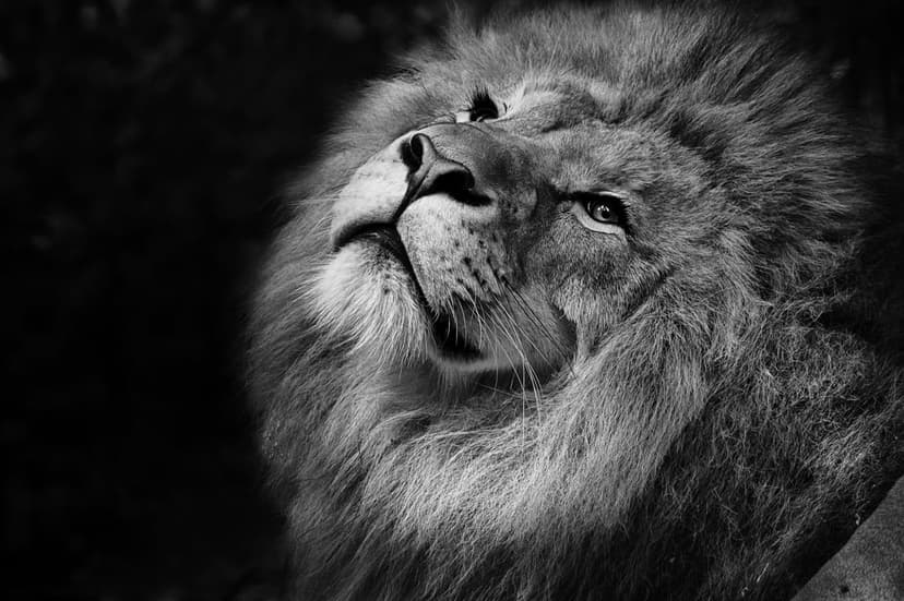 Male lion with a thick mane looking upwards in a high-contrast black and white close-up against a dark background.
