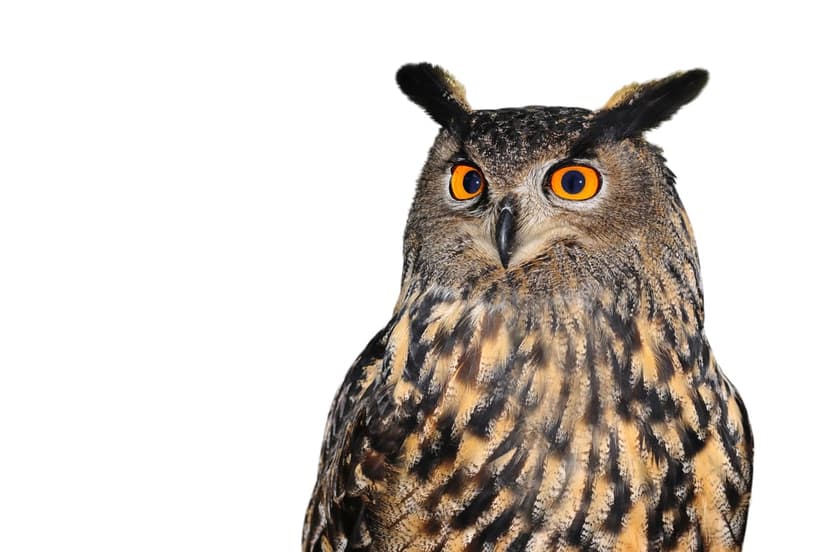 Eagle owl with piercing orange eyes and brown mottled feathers stares forward against a plain white background.