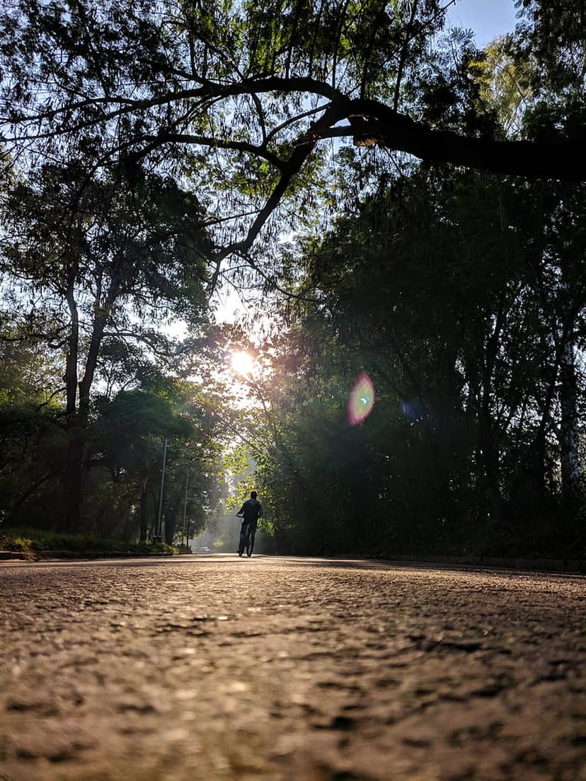Cyclist riding on a paved road through a misty forest as golden sunbeams filter through a green tree canopy.