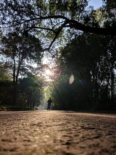 Cyclist on a Misty Road Amidst Morning Sunlit Trees