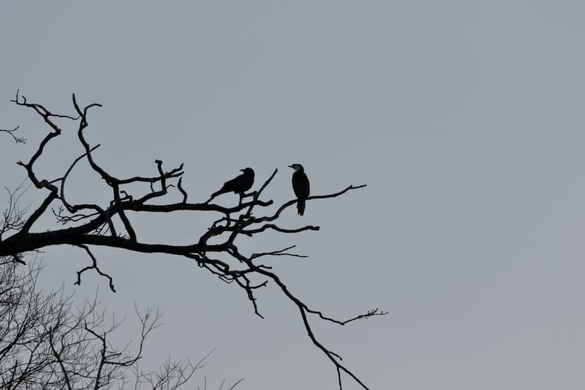 Two crows perched on leafless tree branches appear as dark silhouettes against a flat, overcast gray sky.