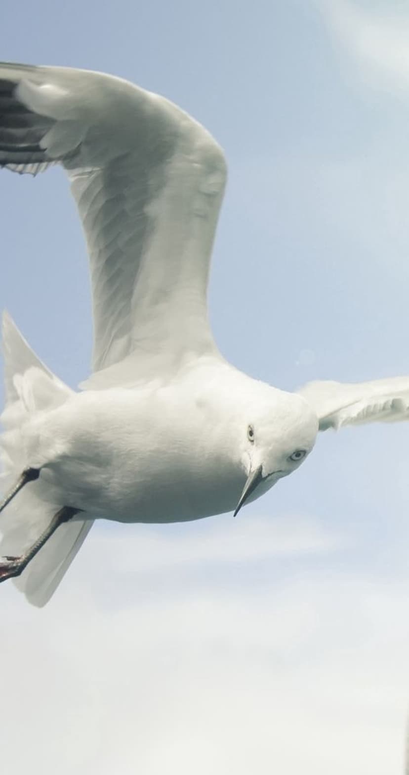White seagull soaring with outstretched wings against a cloudless light blue sky from a low-angle viewpoint.