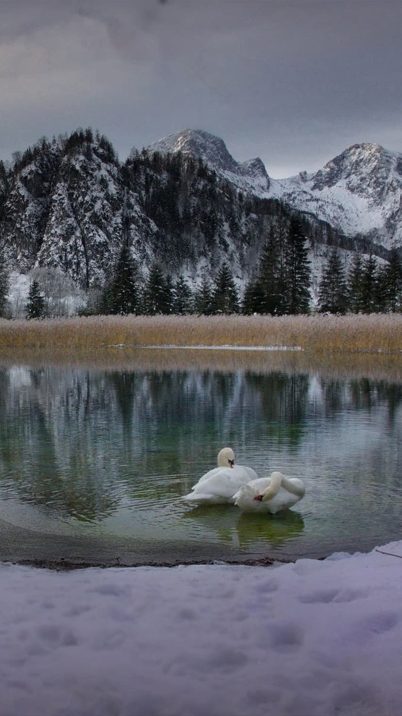 White swans float on a partially frozen lake with snow-capped mountains and evergreen trees in the background.