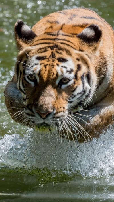 Tiger leaps through water with intense focus