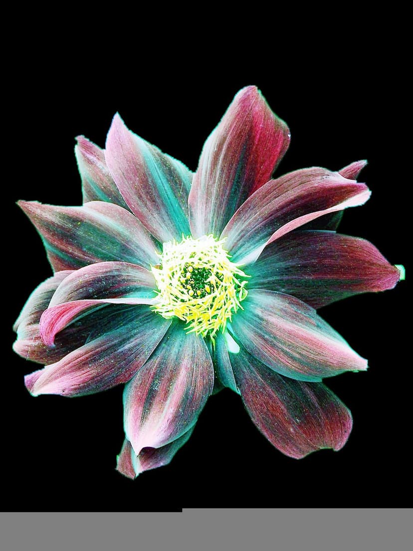 A dahlia flower with crimson and turquoise petals radiates from the center against a solid black background.