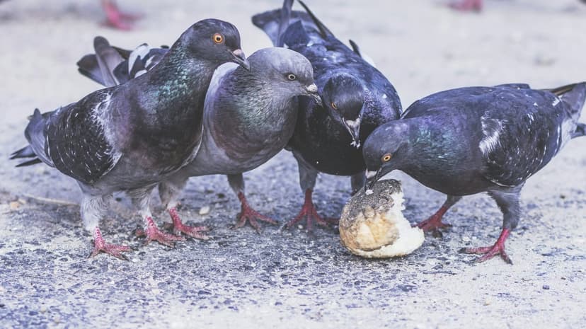 Pigeons with iridescent feathers peck at bread on a textured grey ground during a close-up urban feeding scene.