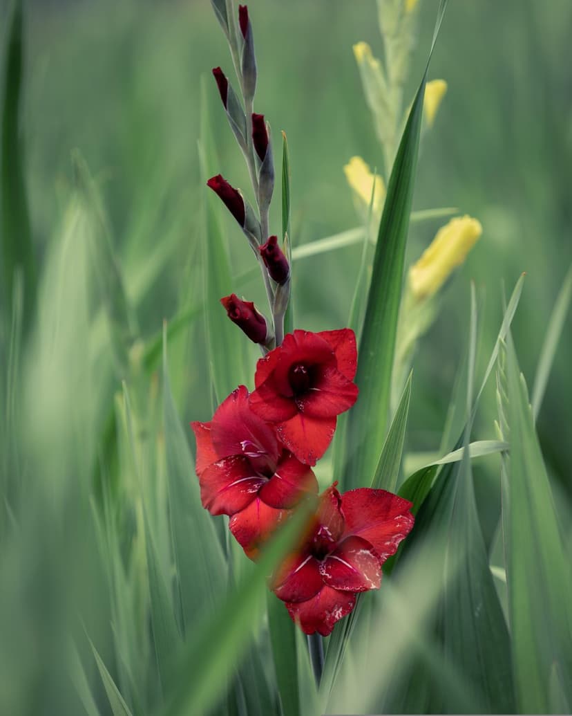 Red gladiolus flowers with white petal streaks stand against a blurred green field of meadow foliage.