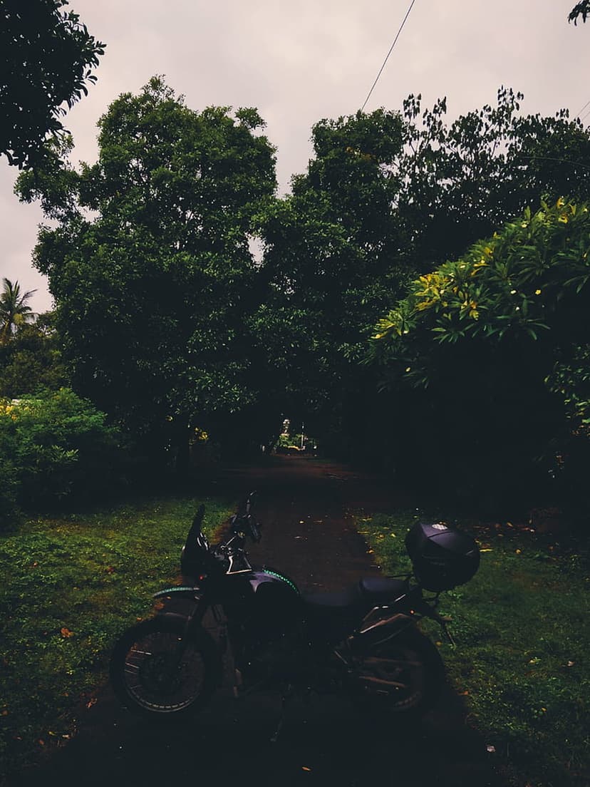 Dark motorcycle with a rear luggage box parked on a dirt trail surrounded by dense green forest foliage.
