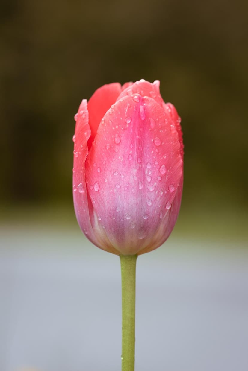 Pink tulip petal covered in clear water droplets against a soft focus green and grey background in macro detail.
