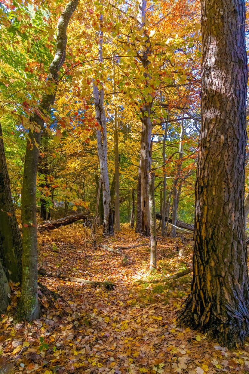 Winding forest path covered in red and orange leaves with sunlight filtering through tall autumn trees.