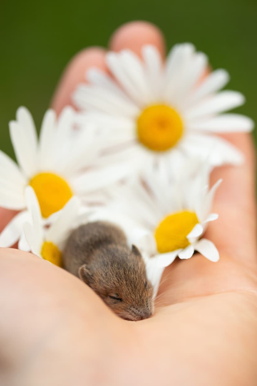 Tiny sleeping mouse rests in a palm filled with white daisies against a soft green garden bokeh background.
