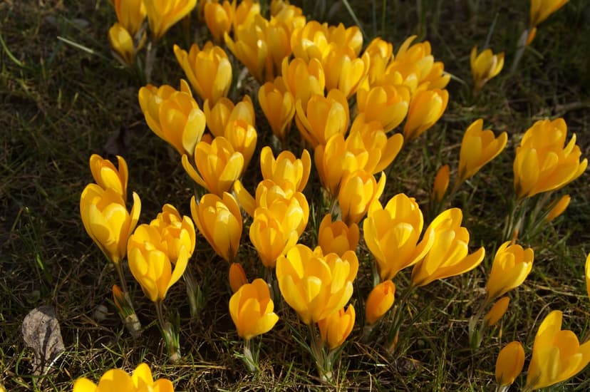 Bright yellow crocus flowers with delicate petals bloom in soft spring sunlight against a blurred garden backdrop.