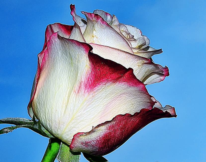 White rose with red petal edges stands against a bright blue sky during a clear day in a vertical macro shot.