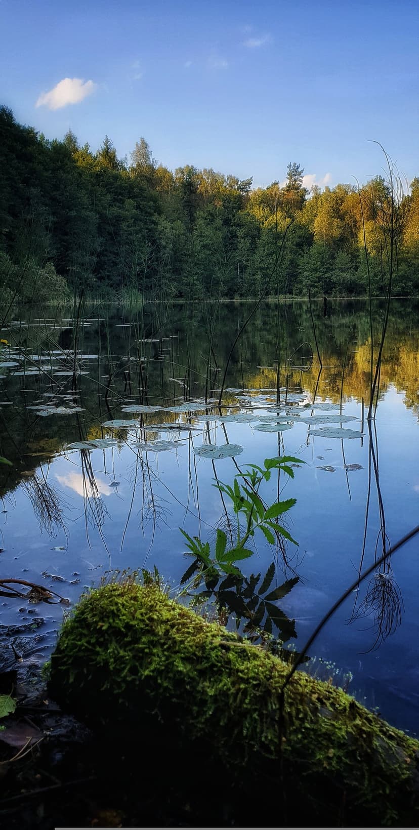 Moss-covered log rests in a still pond mirroring a lush green forest and blue sky with floating lily pads.