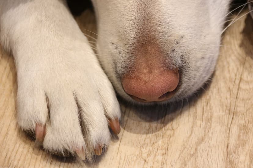 Dog's white paw and pink nose rest on a light brown wooden floor in a close-up shot with soft lighting.