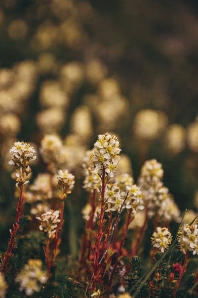 Delicate White Wildflowers Bloom in Soft Focus