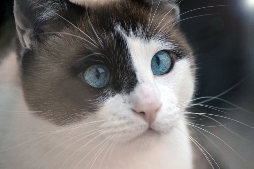 Bicolor cat with striking blue eyes and long white whiskers in a macro portrait with a soft blurred background.