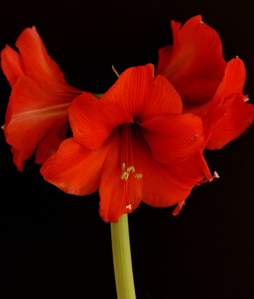 Red Amaryllis flower with velvety petals and yellow-tipped stamen centered on a solid black background.