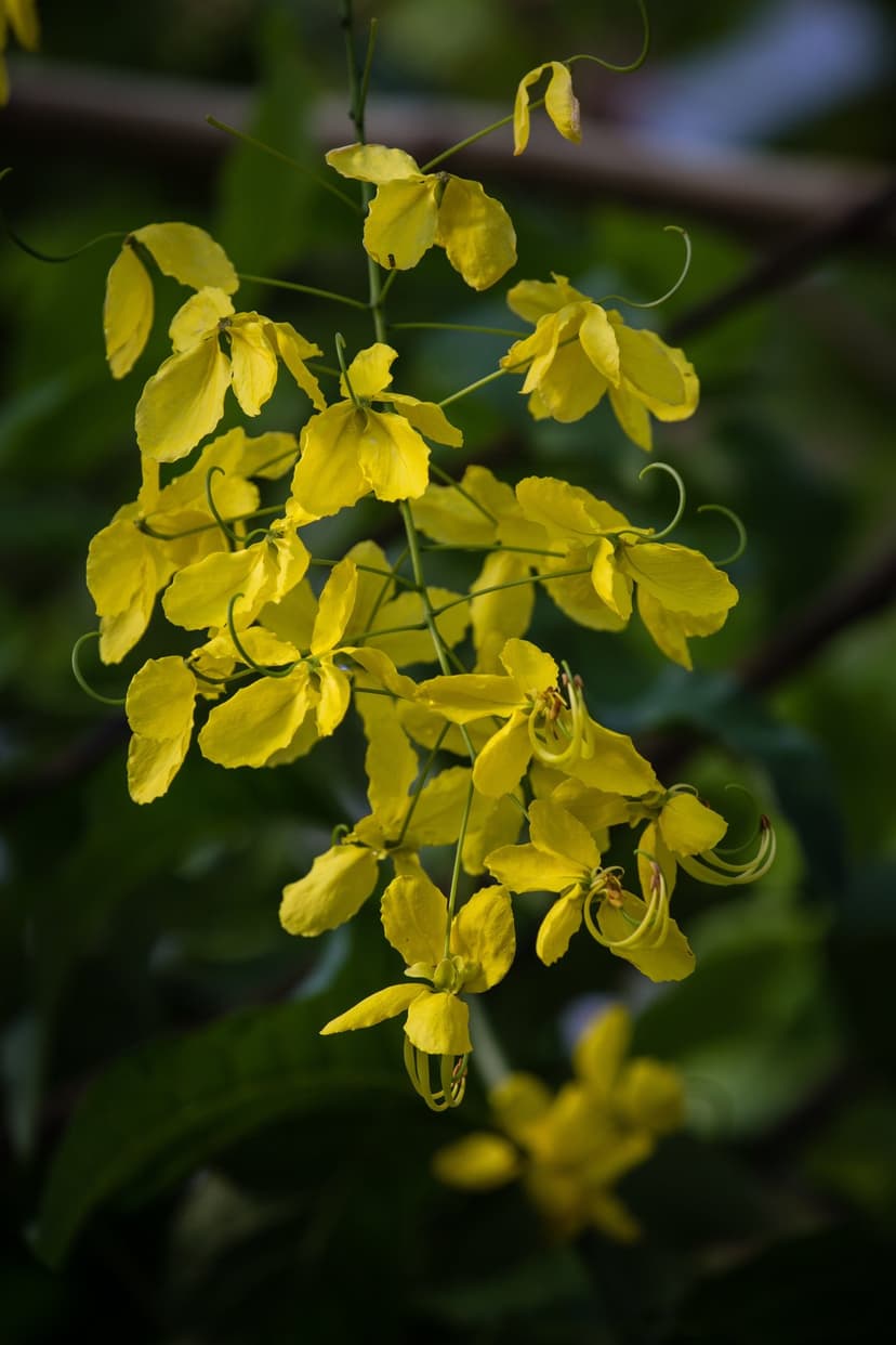 Yellow Cassia fistula flowers with curling stamens hang in clusters against a dark, out-of-focus background.