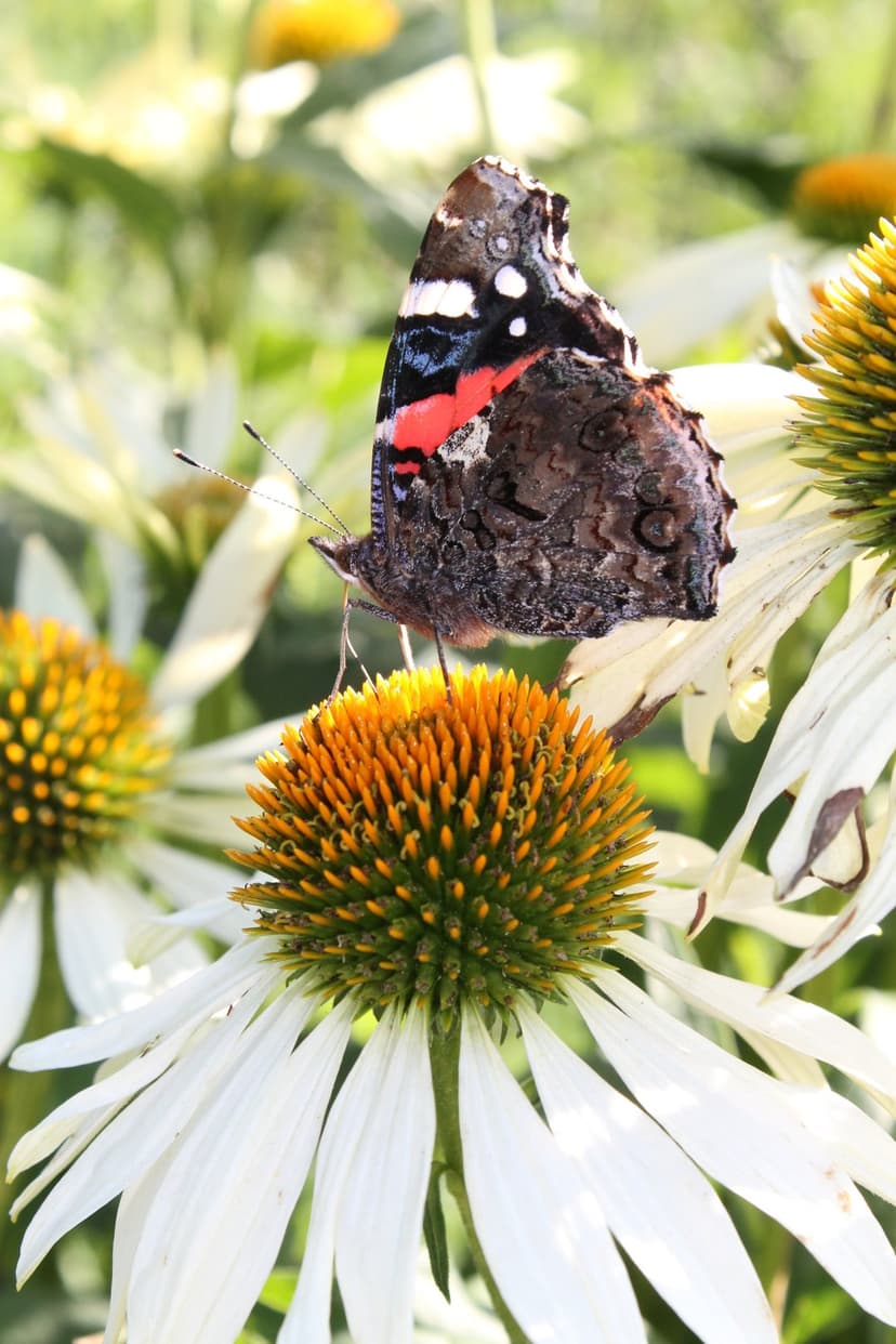Red Admiral butterfly with patterned wings sits on the orange center of a white coneflower in a soft garden.