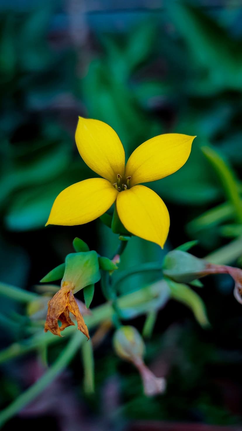 Four-petaled yellow flower with brown stamens centers a moody green bokeh background featuring a dried blossom.