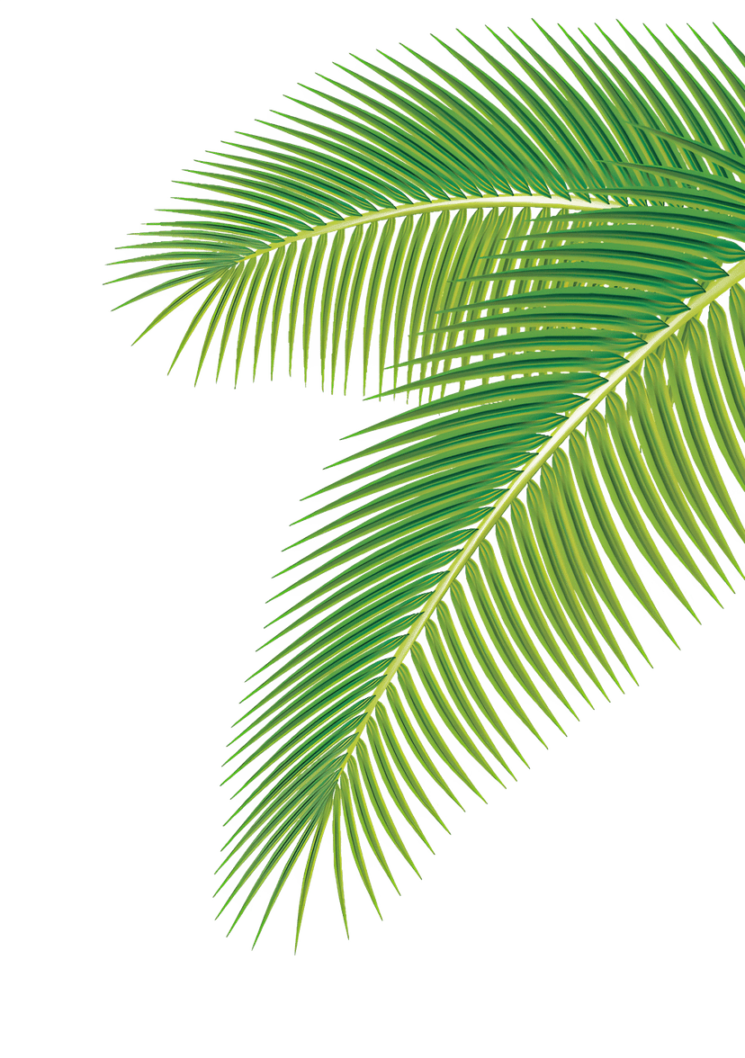 Tropical palm leaves illustration featuring detailed green foliage with organic stems and realistic leaf textures.