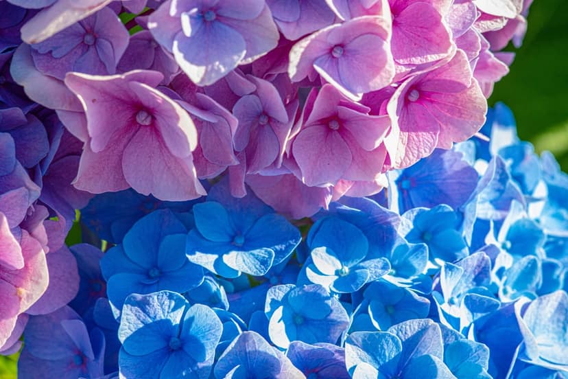 Hydrangea flower petals with a gradient from pink to blue show detailed textures and soft botanical curves.