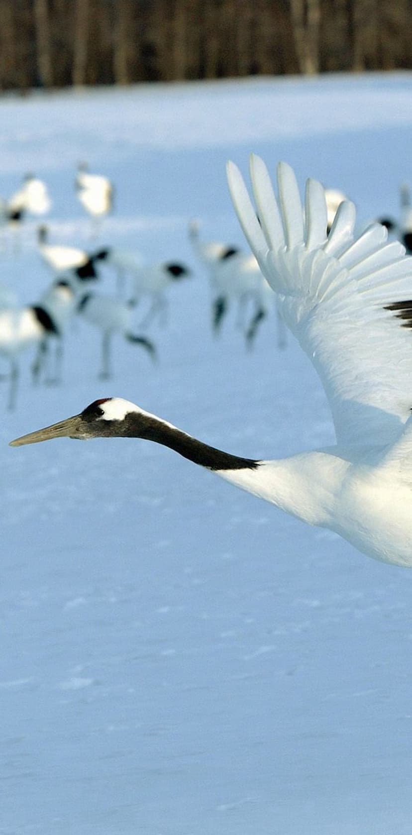 Red-crowned crane soaring with white wings spread wide against a pale blue sky and snowy ground with a distant flock.