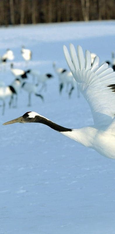 Red-crowned crane in flight over snowy landscape