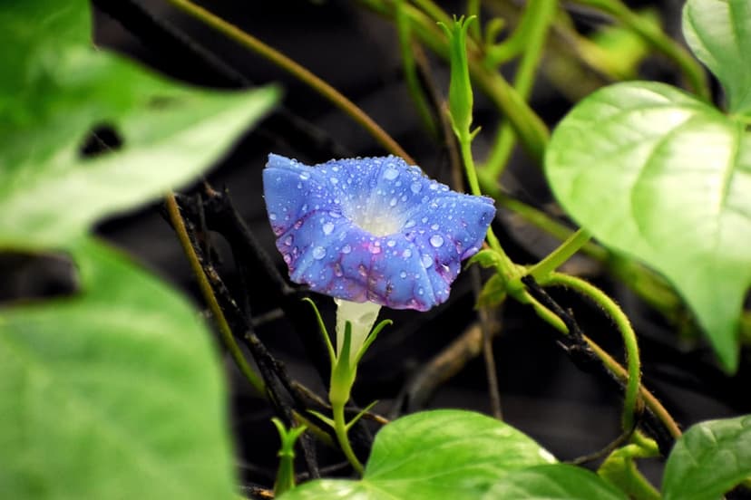 Blue morning glory flower petals covered in crystal clear dewdrops against a soft green foliage background.