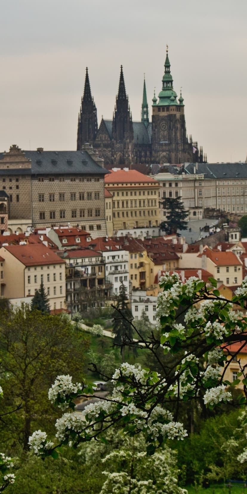 Prague Castle spires rise above white spring blossoms and lush green trees overlooking a historic European city.