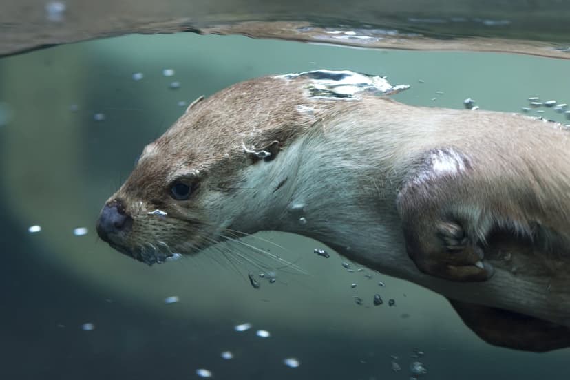 Otter swimming underwater with air bubbles surrounding its face and sleek brown fur in clear blue water.