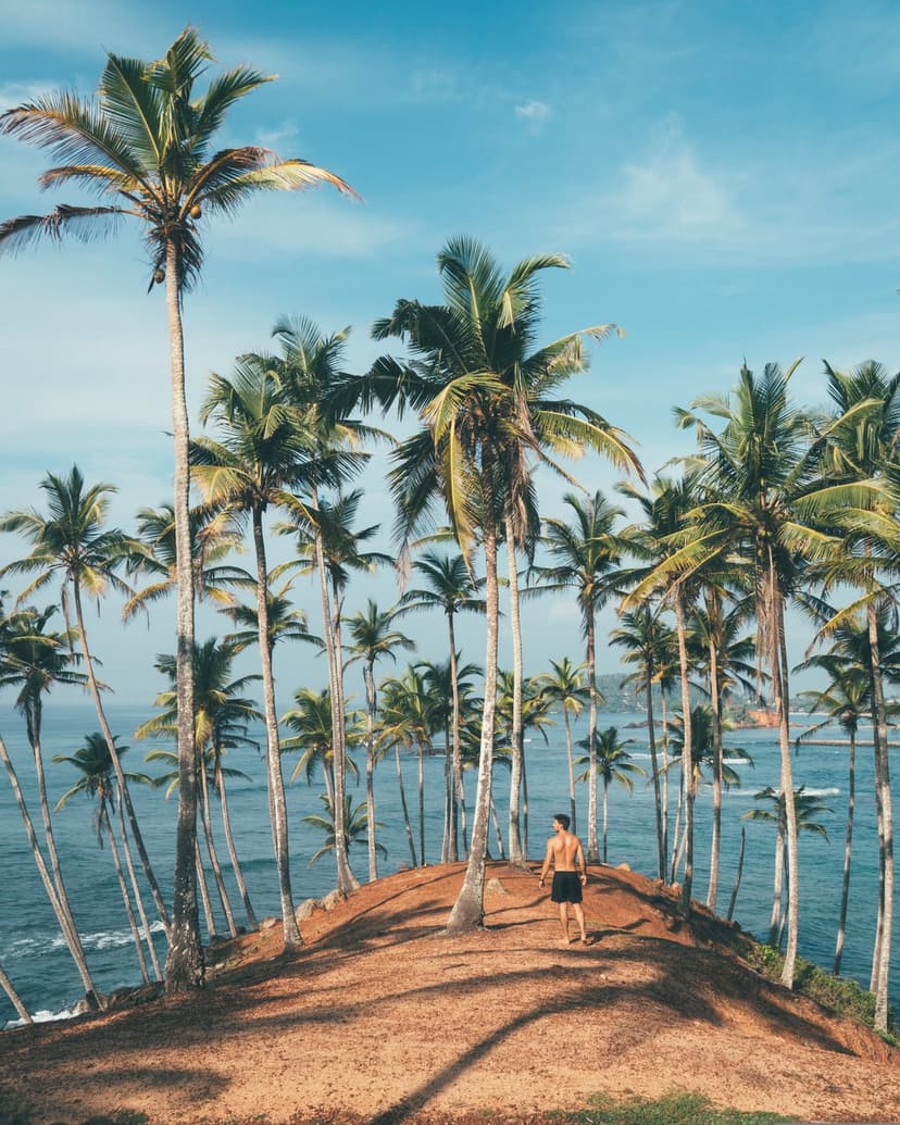 Man standing on a sandy cliff edge surrounded by tall palm trees overlooking a blue ocean under a clear sky.