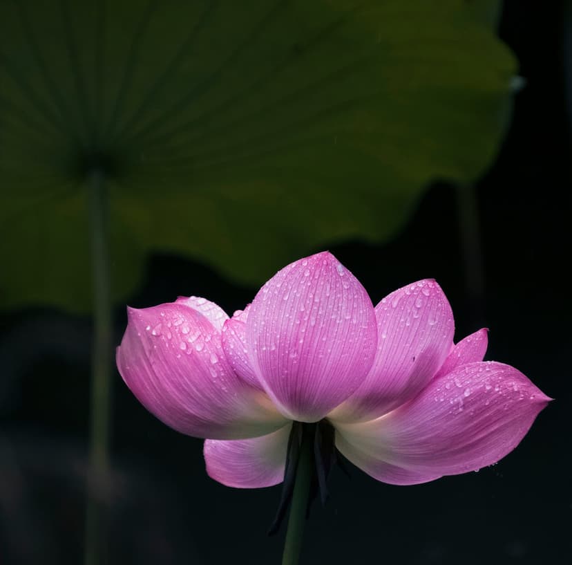 Pink lotus petals with water droplets positioned in front of a large textured green leaf in moody lighting.